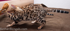 Bengal Cat